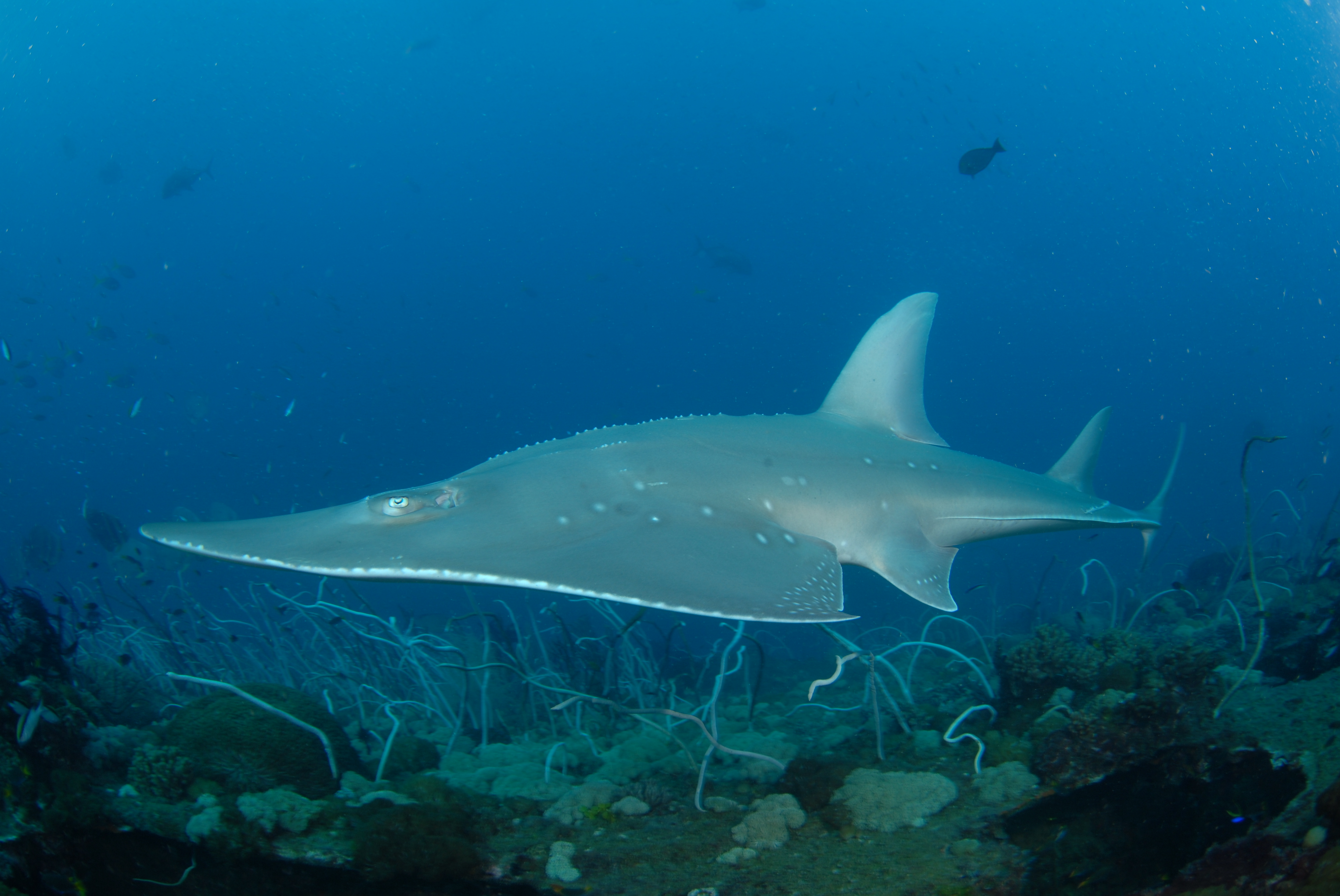 shark ray